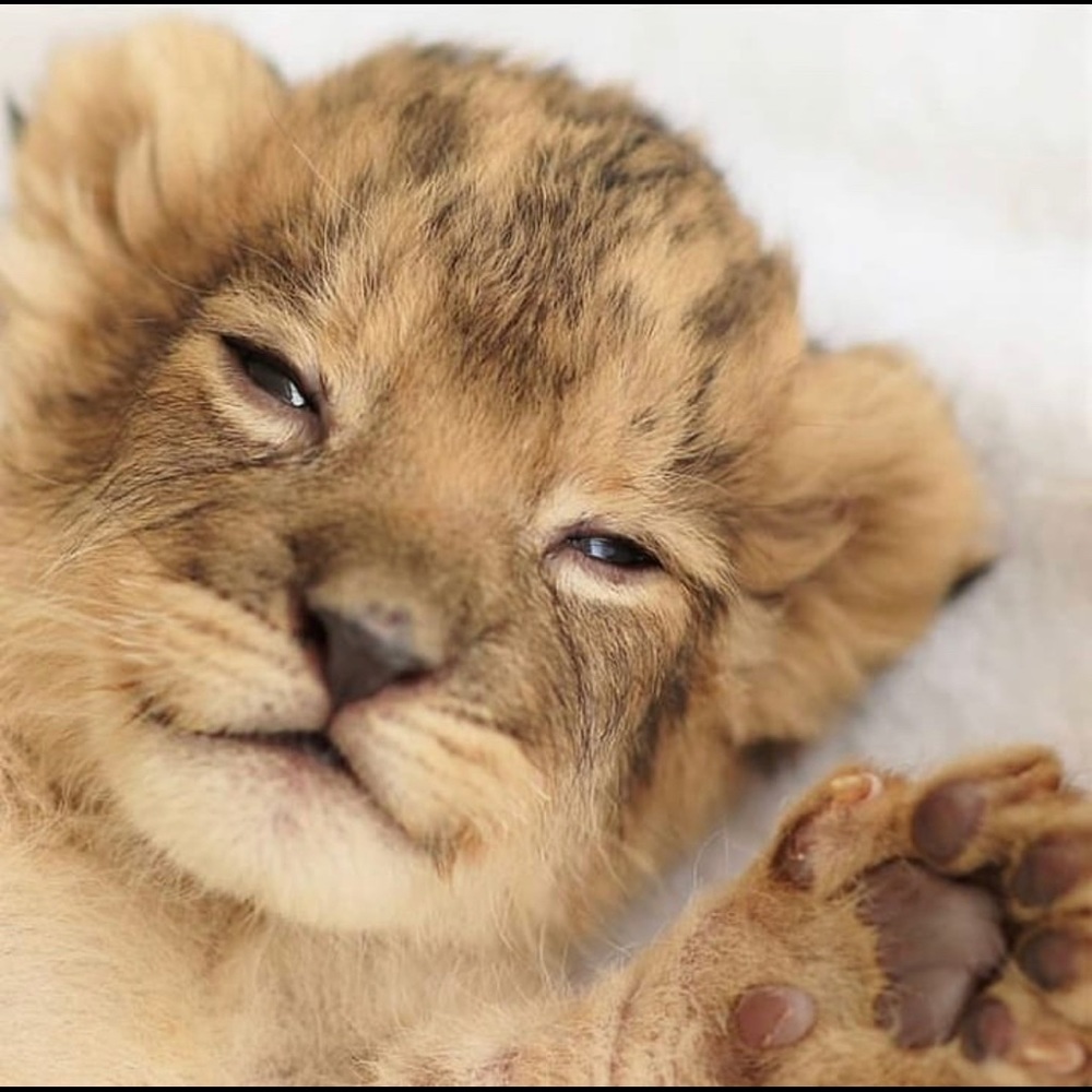 Meet your Posher, Warren